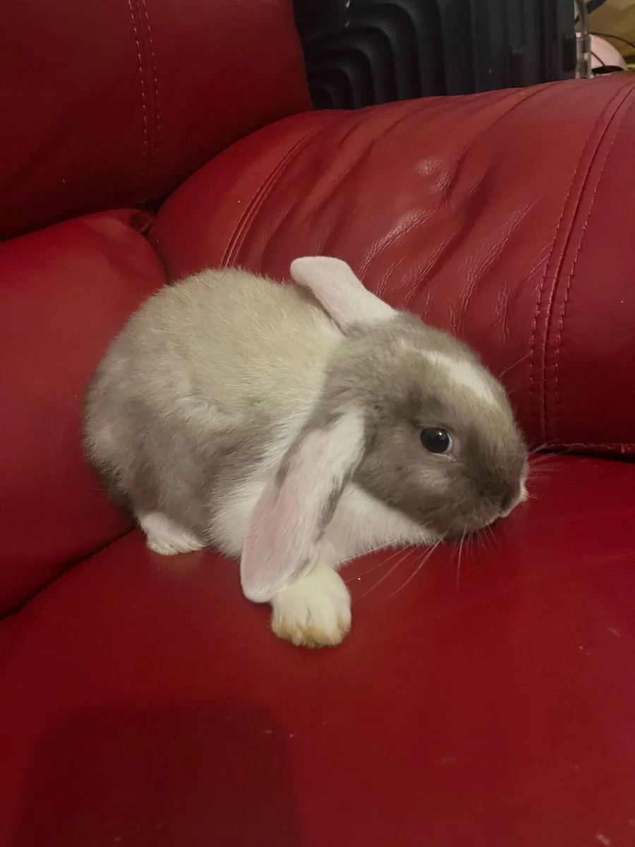 Baby Holland rabbits - Image 2