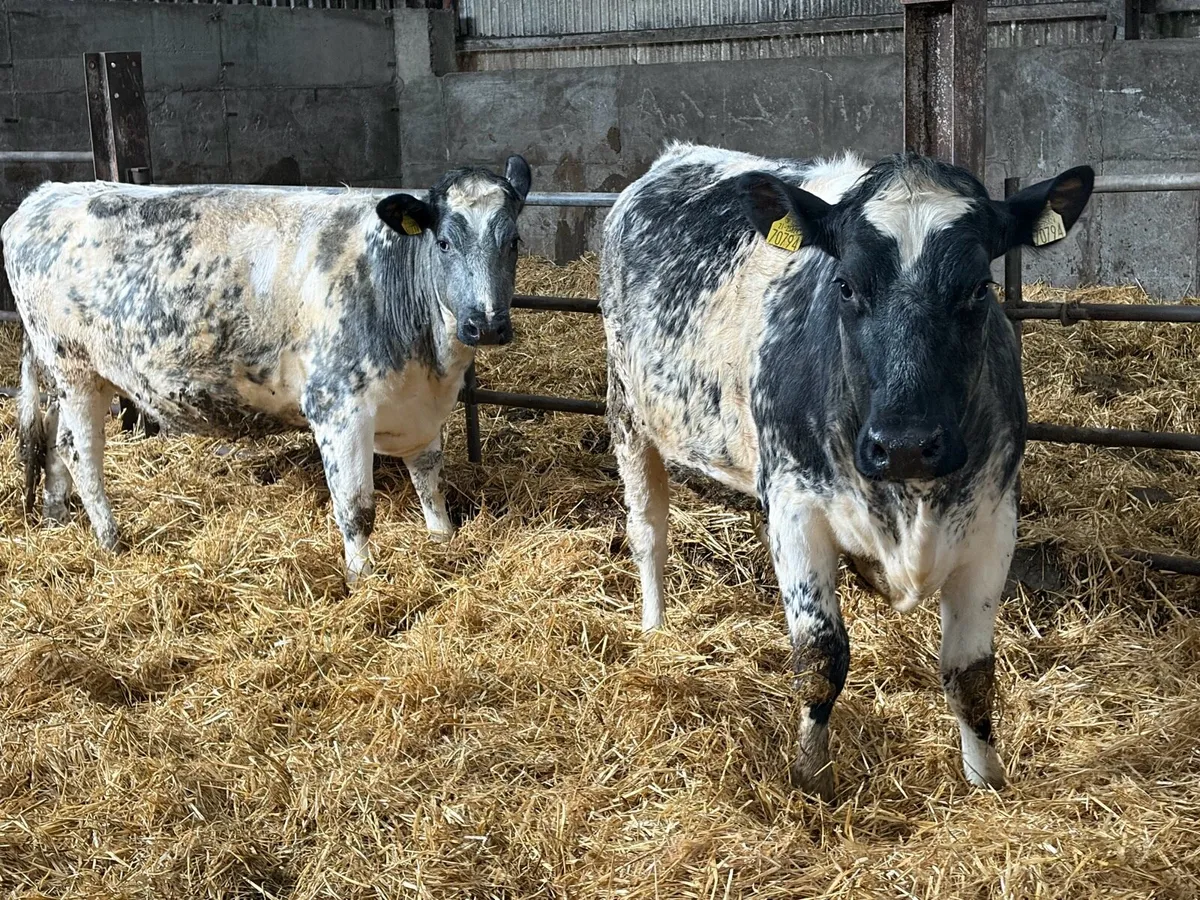 3 shorthorn heifers - Image 1