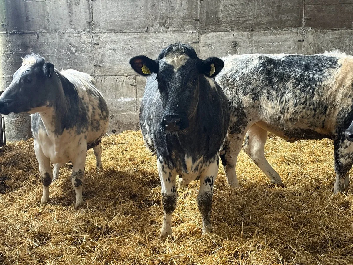 3 shorthorn heifers - Image 2