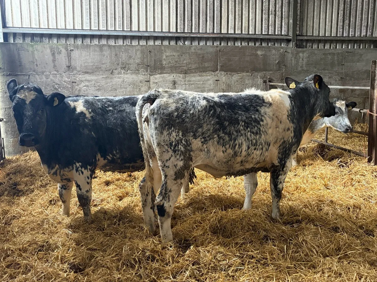 3 shorthorn heifers - Image 4