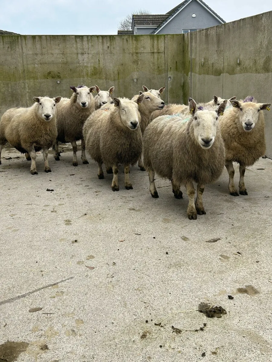 In lamb Cheviot Ewes - Image 2