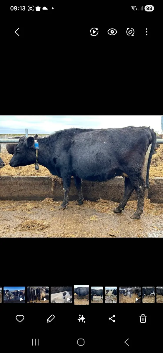 Crossbred cows needed