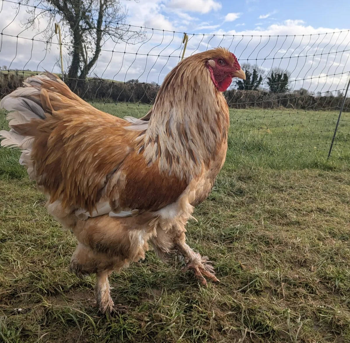 Lemon Pyle Brahma Rooster for sale