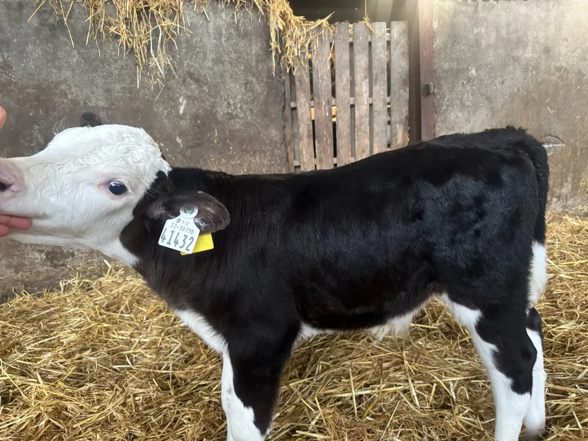 Hereford and Angus calves - Image 2