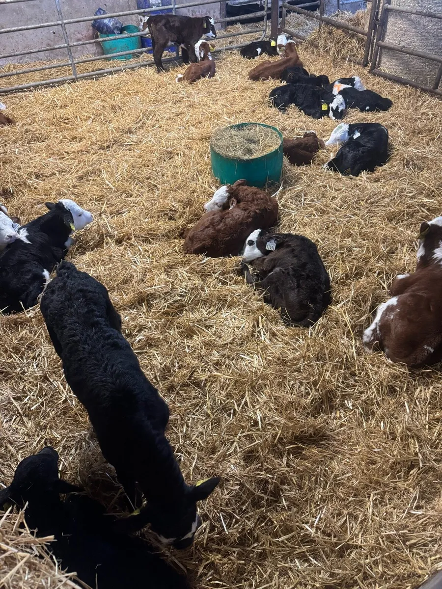 Hereford and Angus calves - Image 3