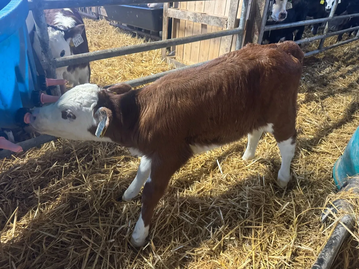 Hereford and Angus calves - Image 4