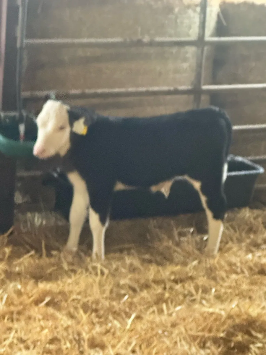 Hereford and Angus calves - Image 1
