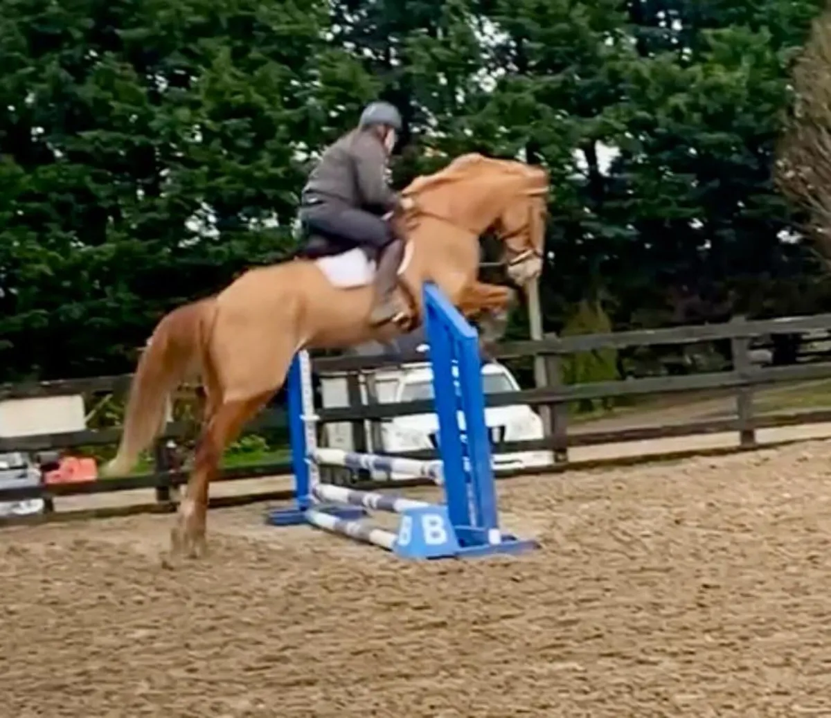 Sport Horse Gelding - Image 2