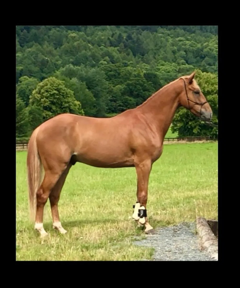 Sport Horse Gelding - Image 3
