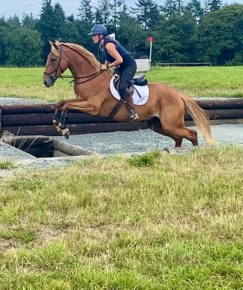 Sport Horse Gelding - Image 4