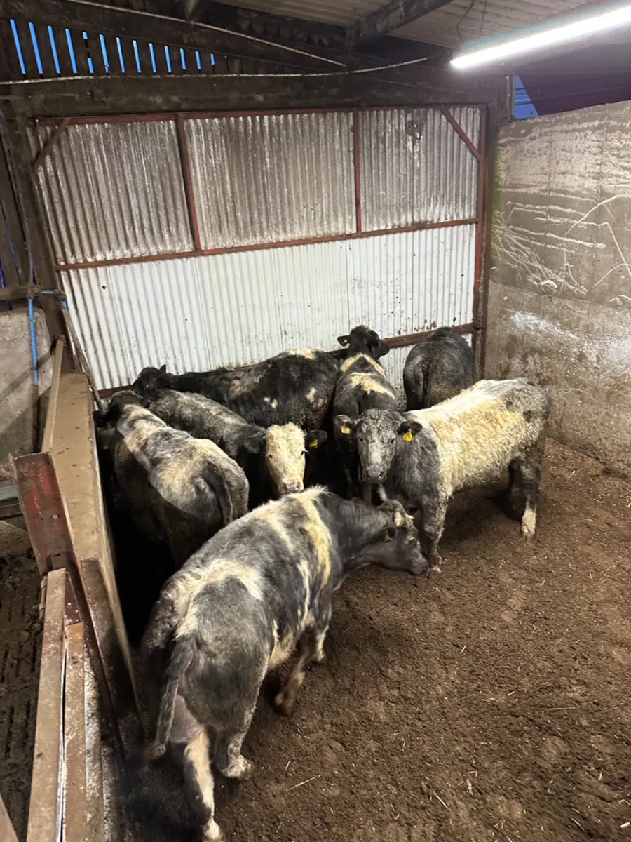 Blue bullocks - Image 2