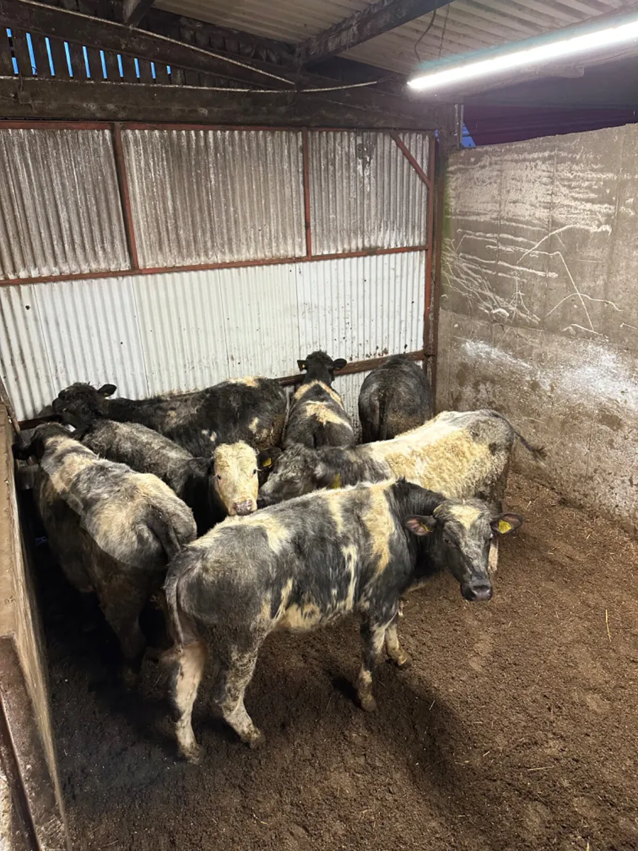 Blue bullocks - Image 1