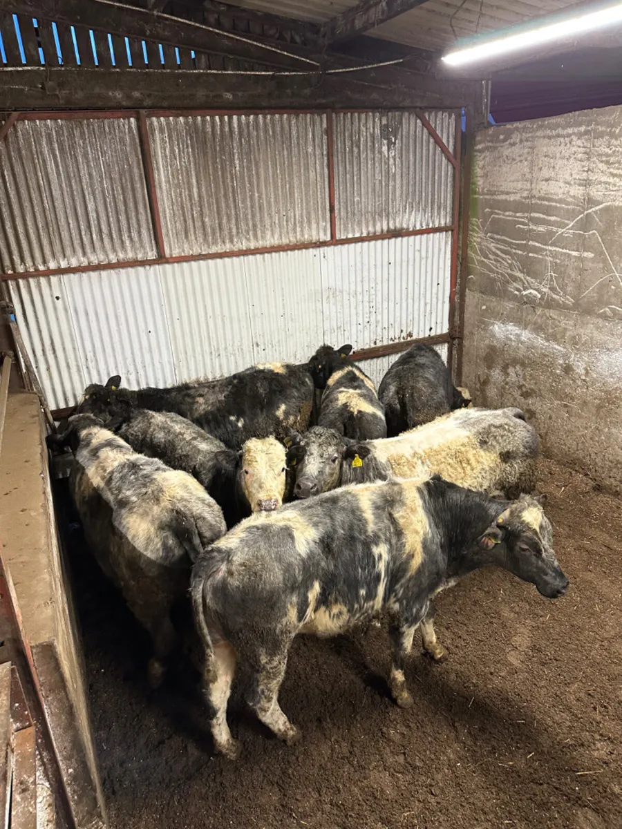 Blue bullocks - Image 3