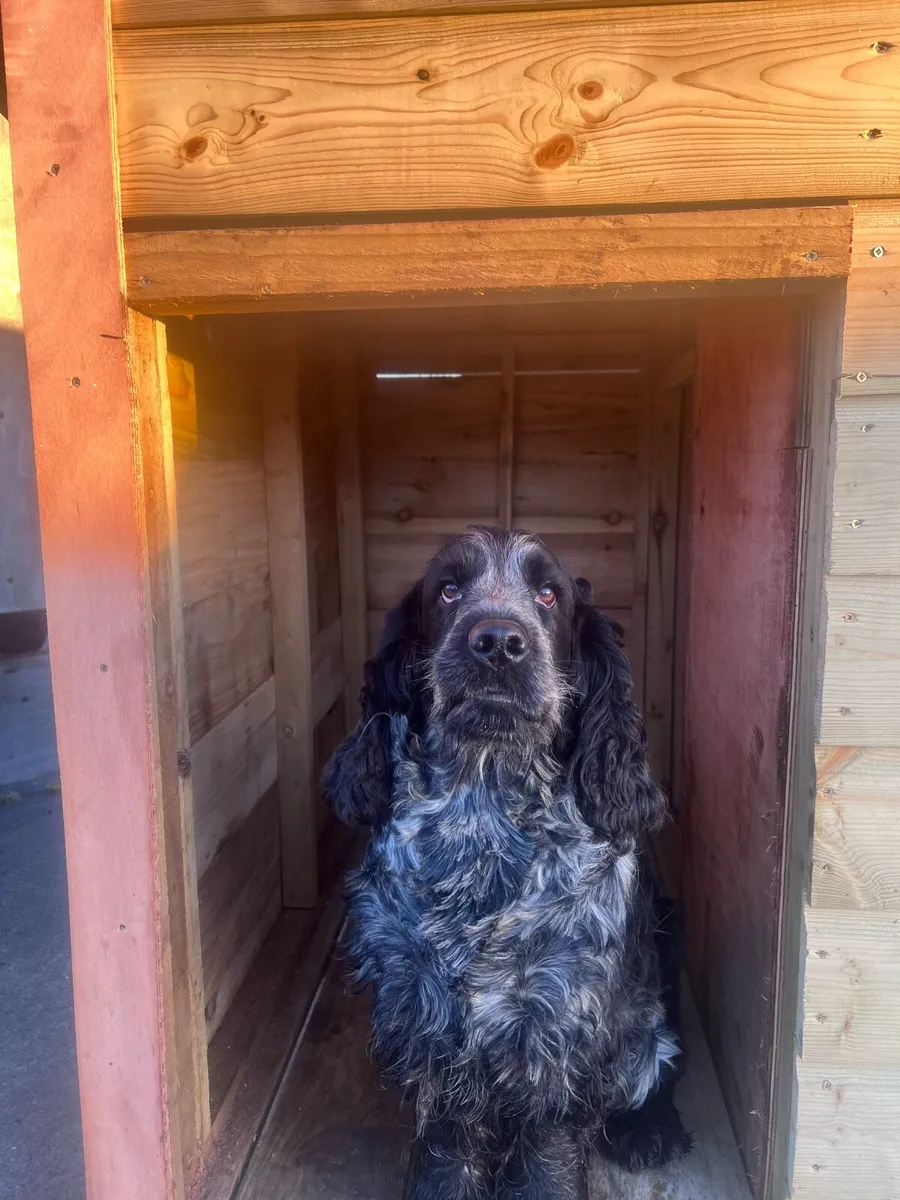 Insulated dog houses - Image 2
