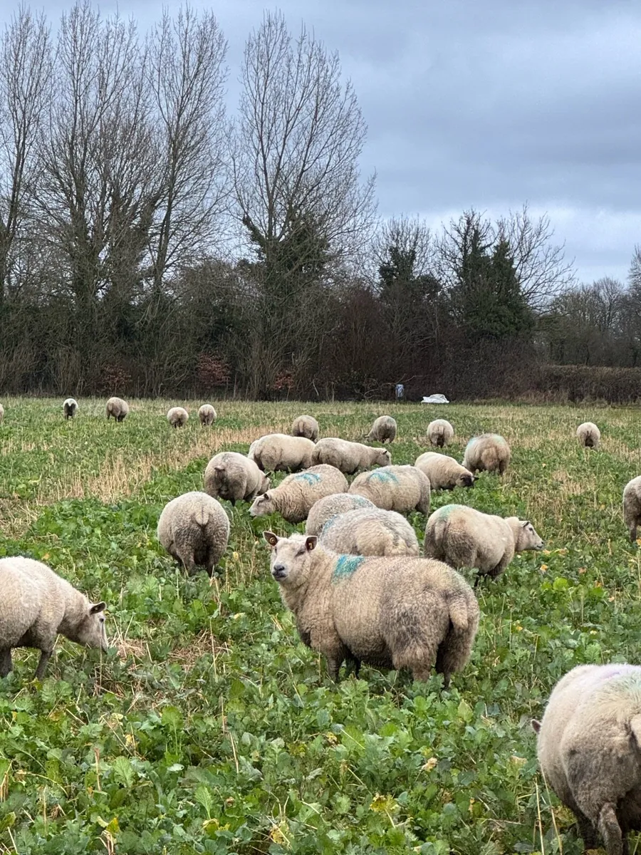 In Lamb Ewes in Blessington Mart Tuesday 3rd March - Image 4