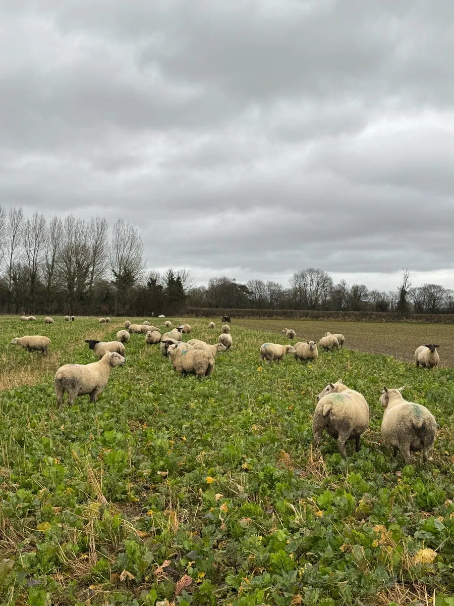 In Lamb Ewes in Blessington Mart Tuesday 3rd March - Image 2