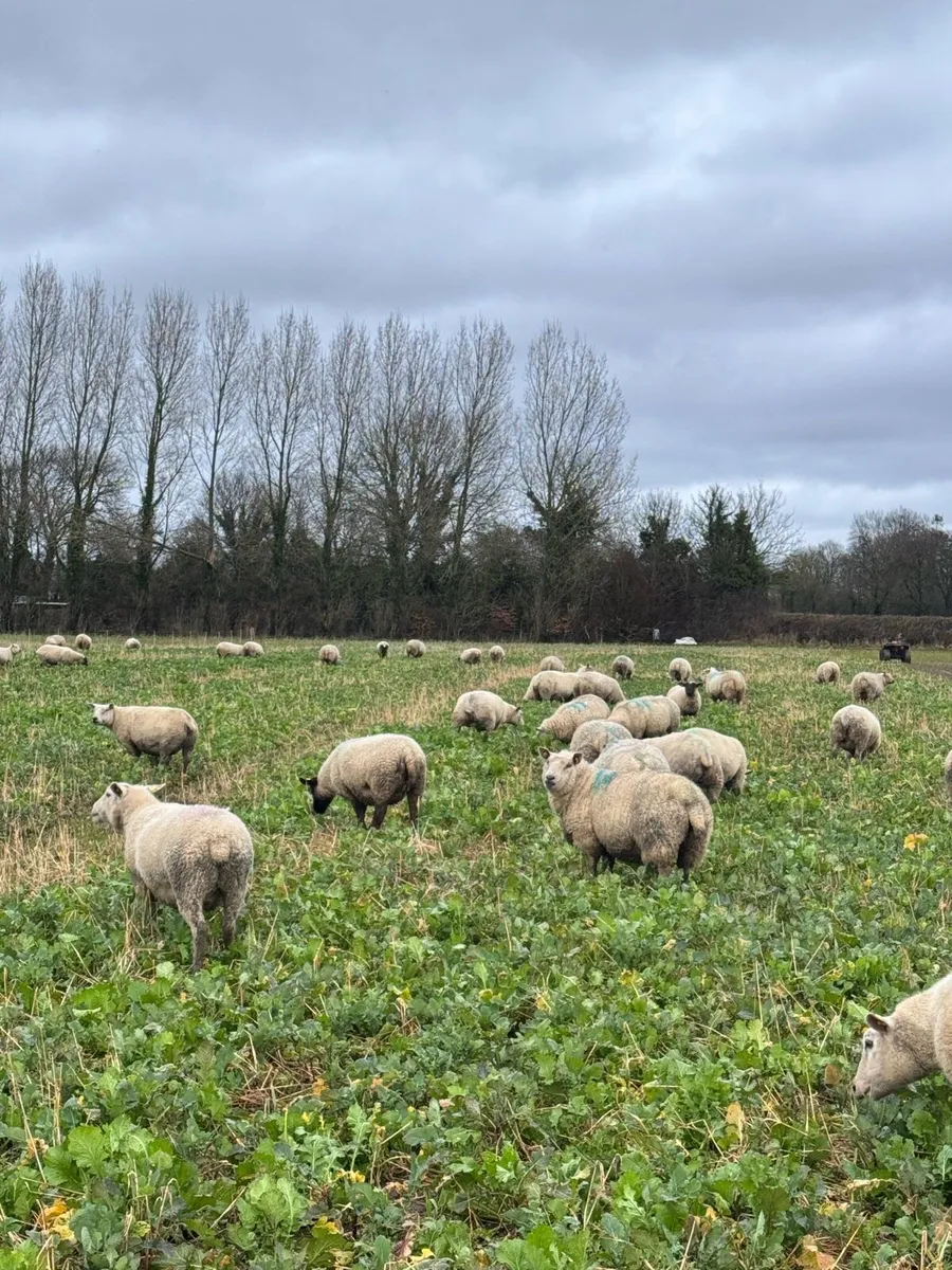 In Lamb Ewes in Blessington Mart Tuesday 3rd March - Image 3