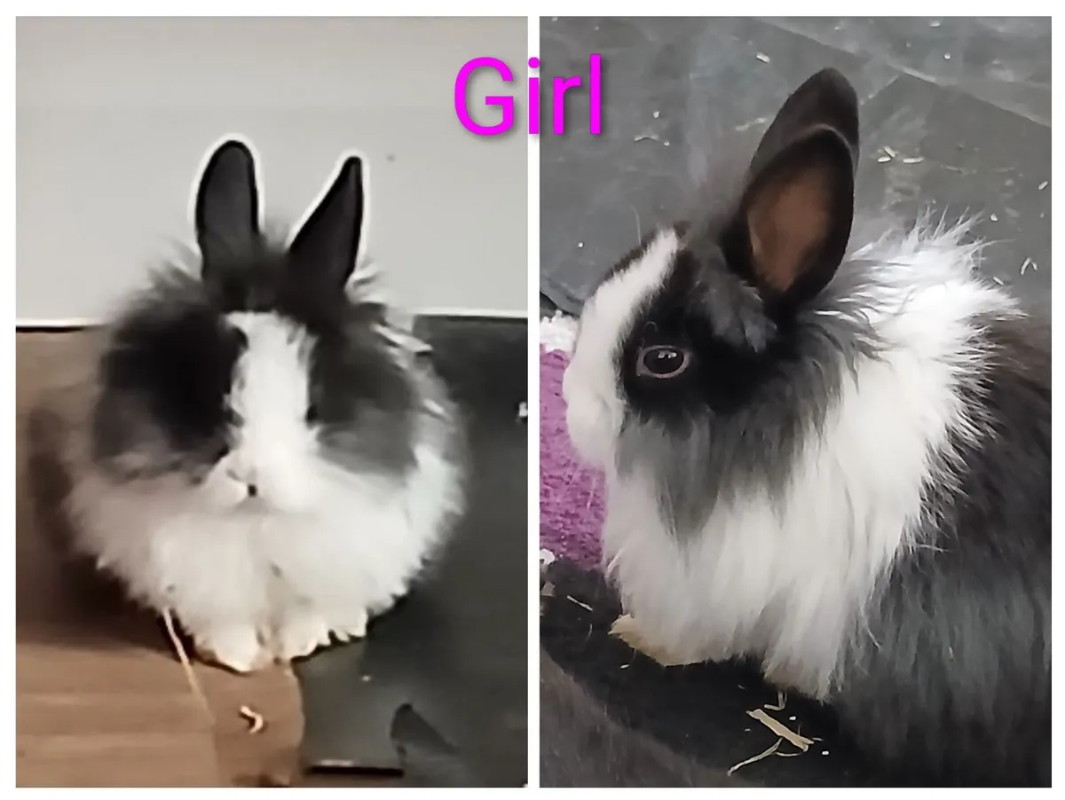 Rabbits for sale - Image 2