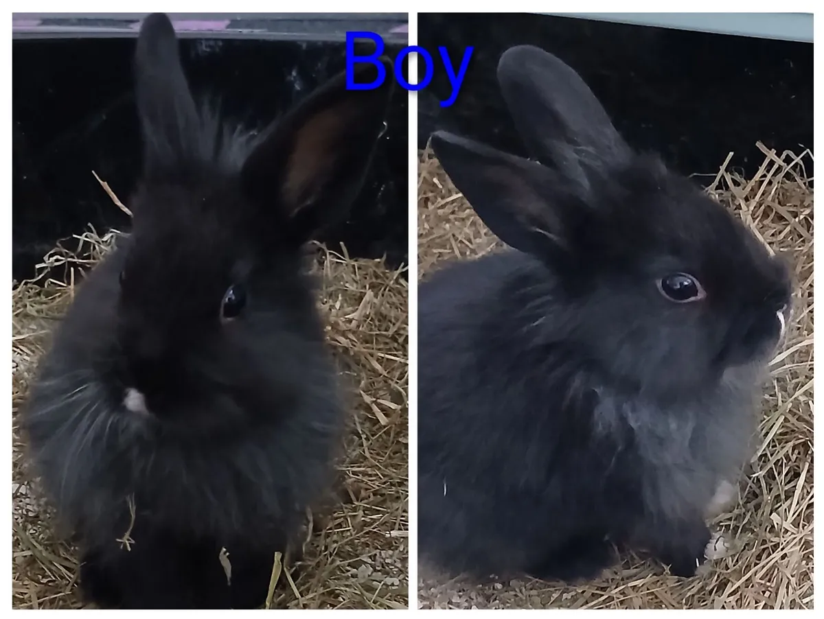 Rabbits for sale - Image 3