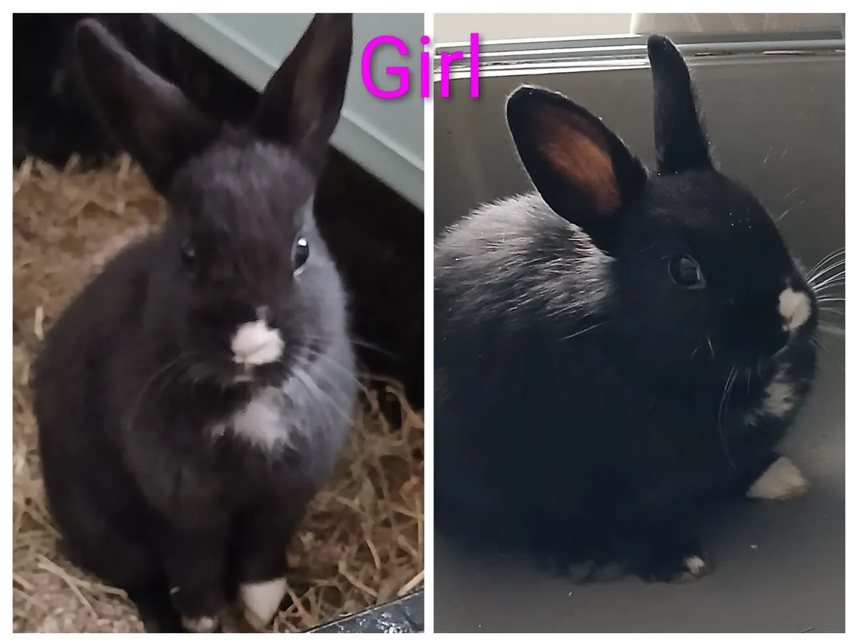 Rabbits for sale - Image 1