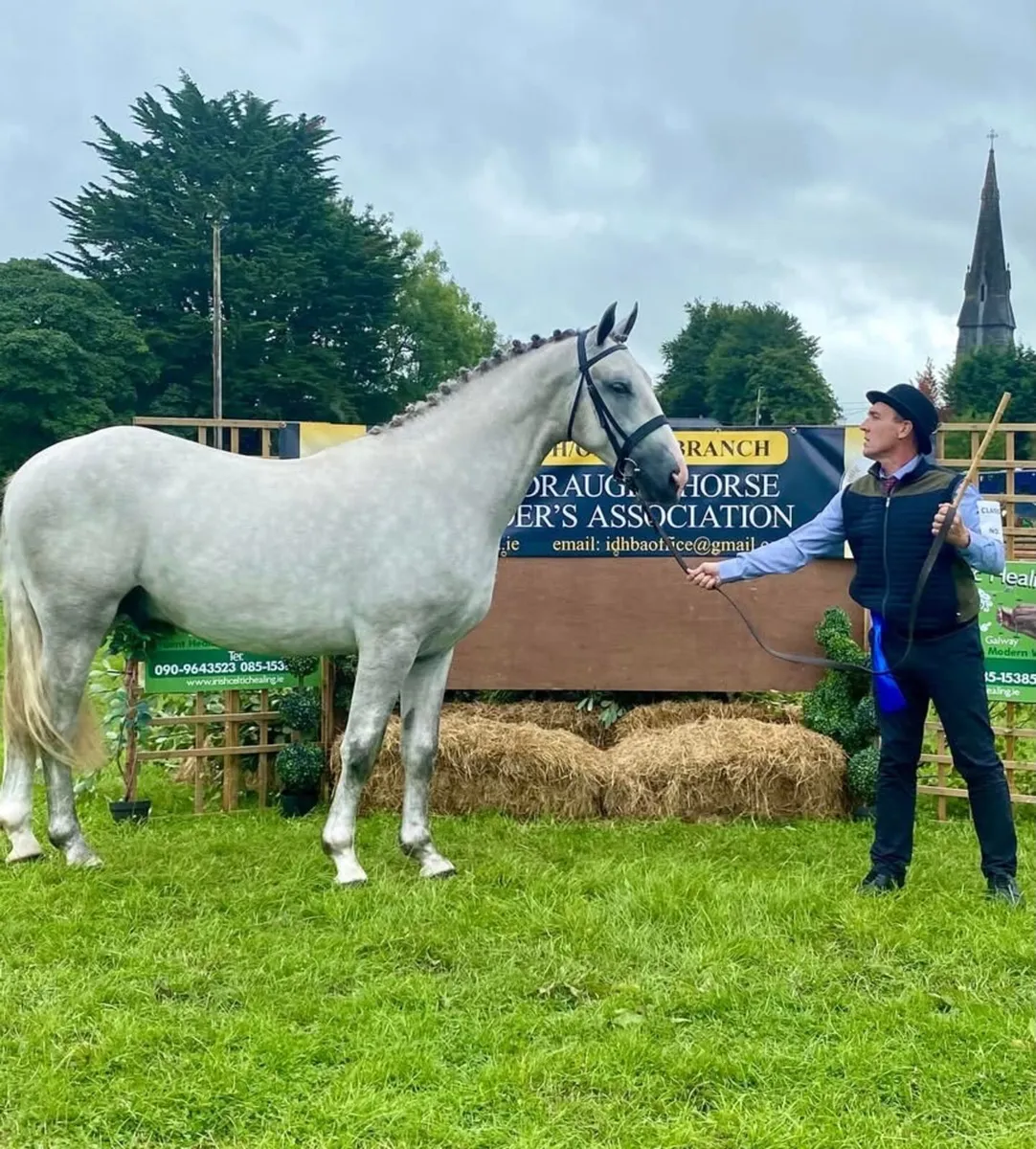 Lot 105 ⭐️Full Draught with super Bone 👌 - Image 3