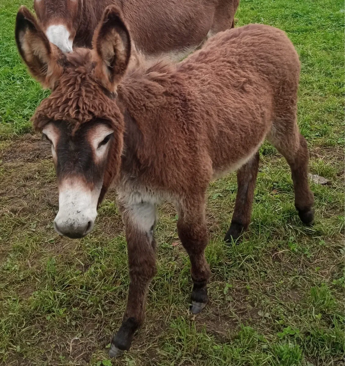 Donkey - Image 1