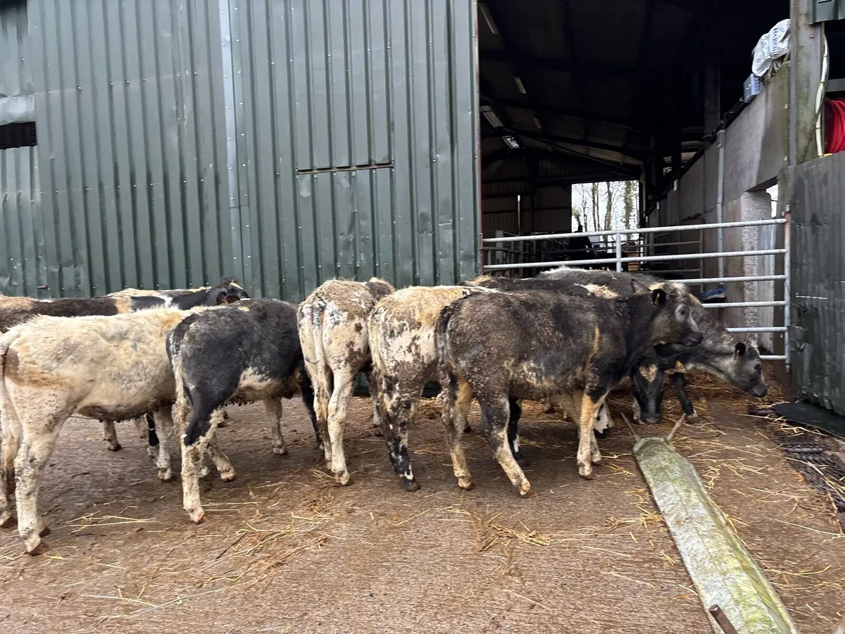 10 super Belgian blue yearling heifers - Image 1