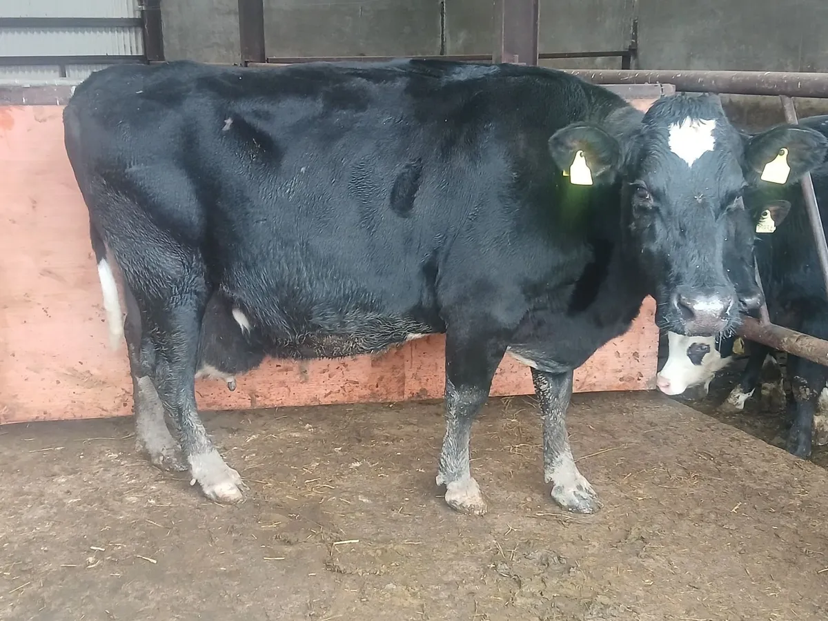 3 Outwintered Cull Cows - Image 4