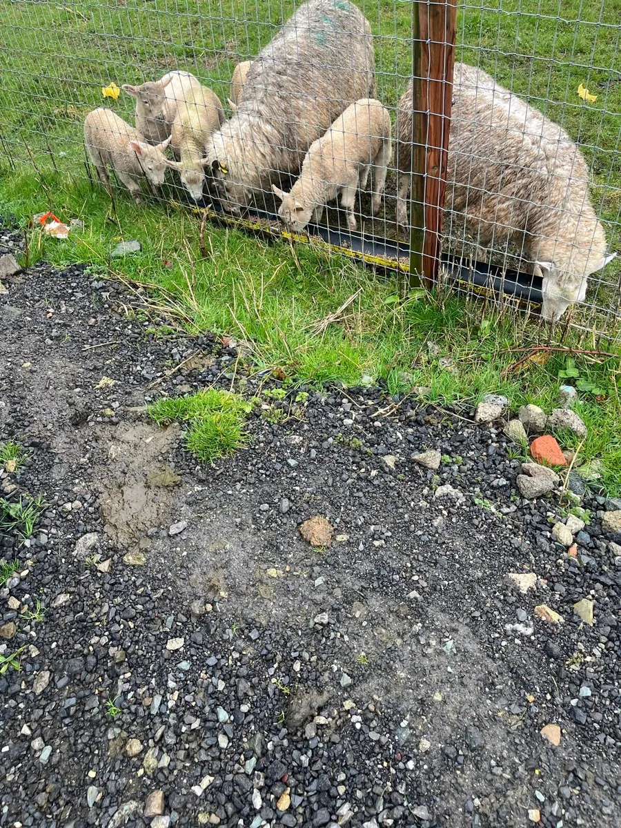 Ewes and lambs - Image 1