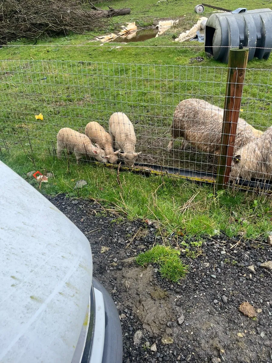 Ewes and lambs - Image 2