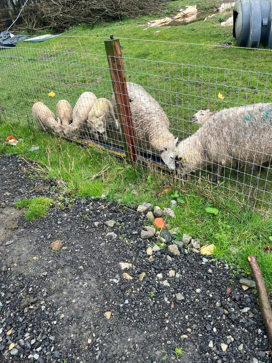 Ewes and lambs - Image 3