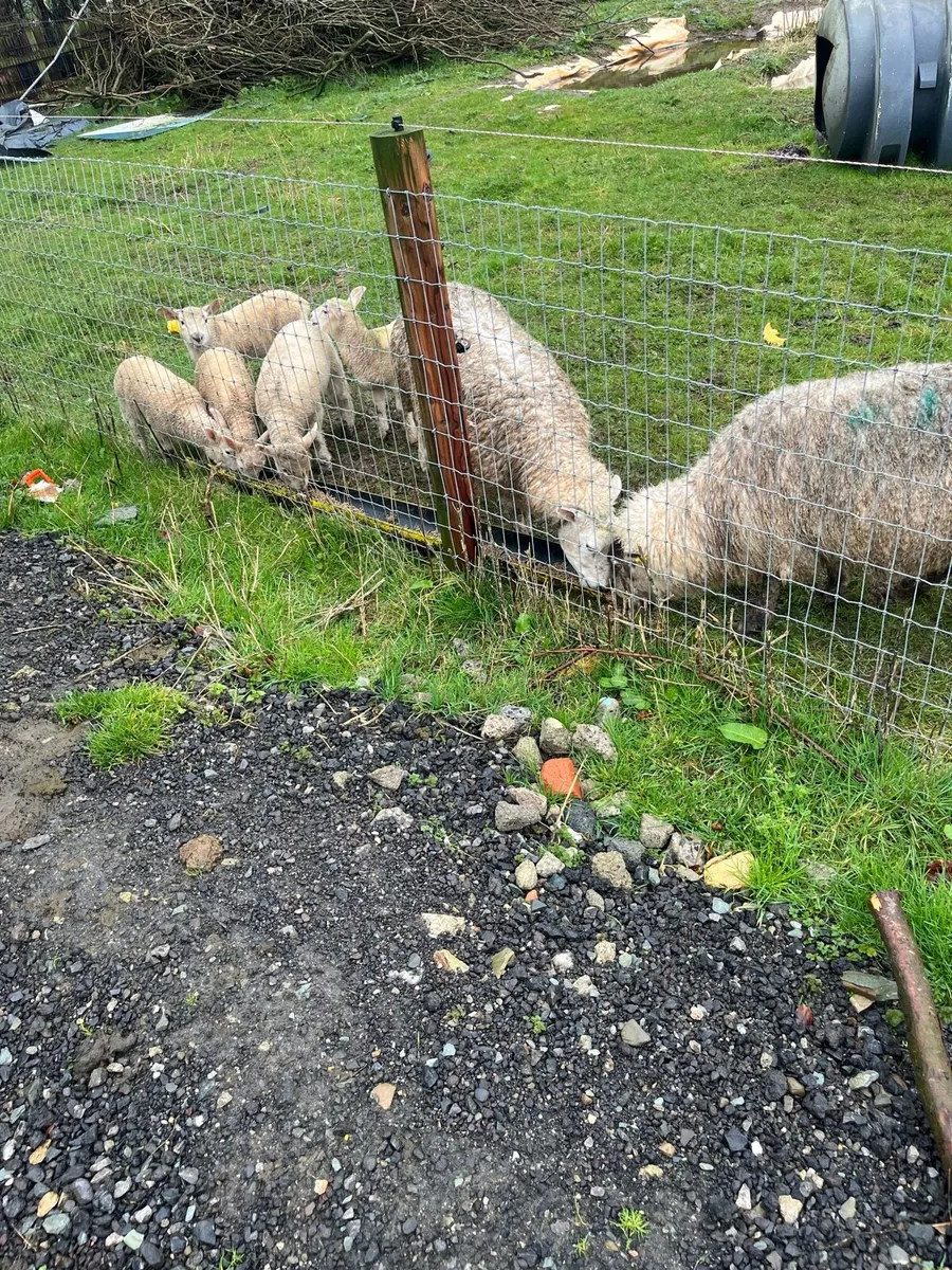Ewes and lambs - Image 4