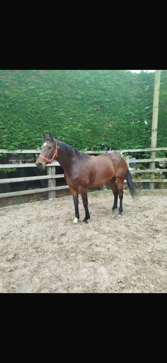 4yo Irish sport horse - Image 3