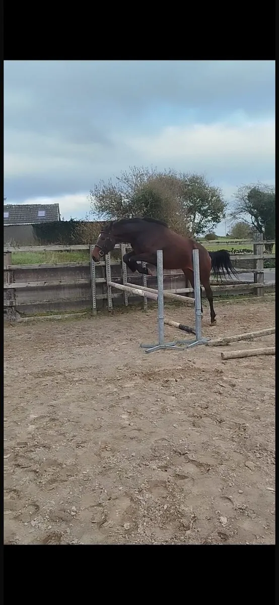4yo Irish sport horse - Image 4