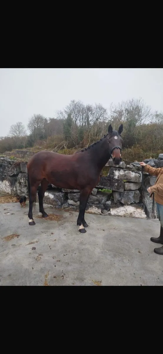 4yo Irish sport horse - Image 2