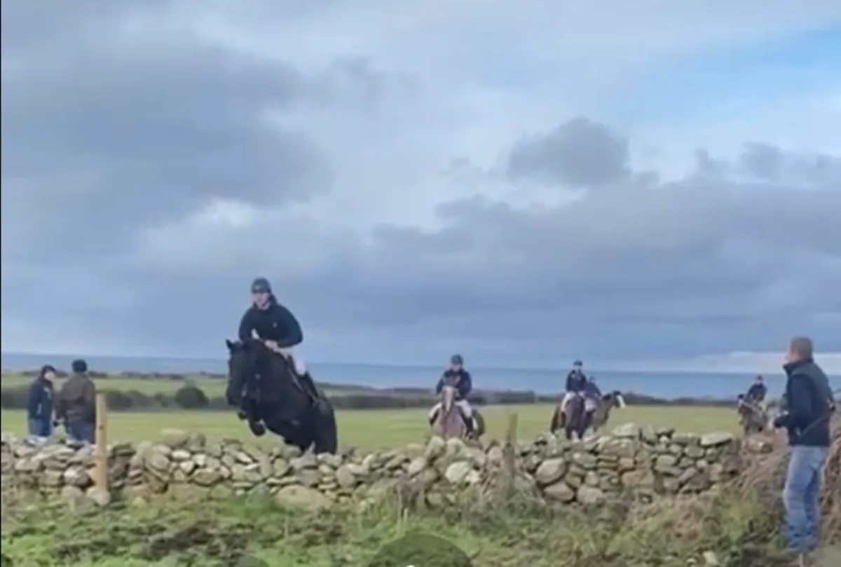 Beautiful 6yr old filly - Image 2