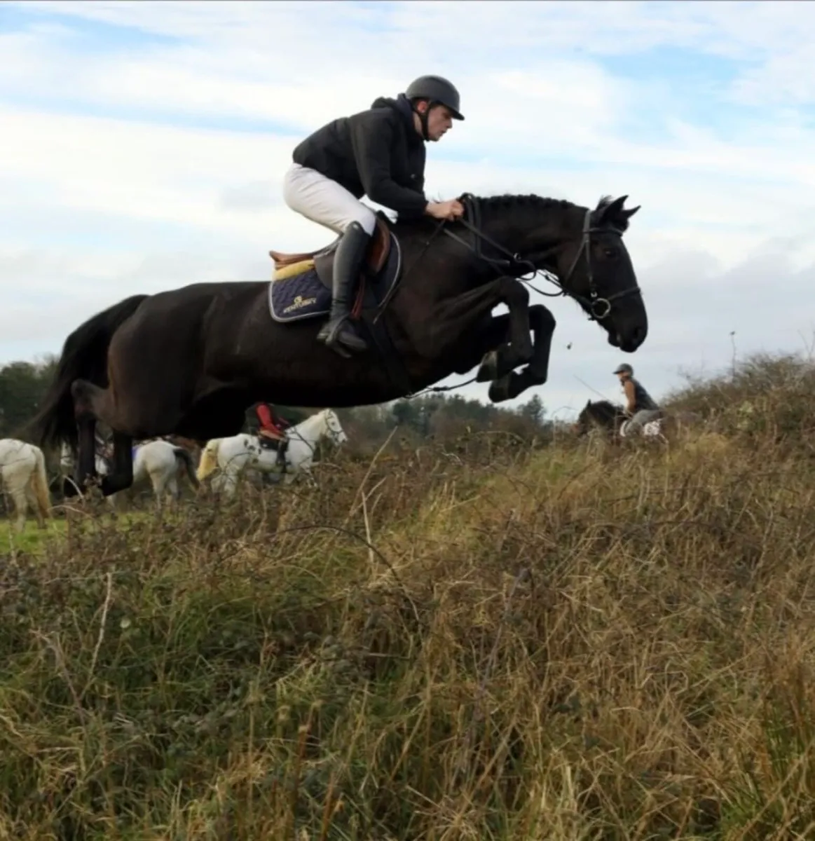 Beautiful 6yr old filly - Image 1