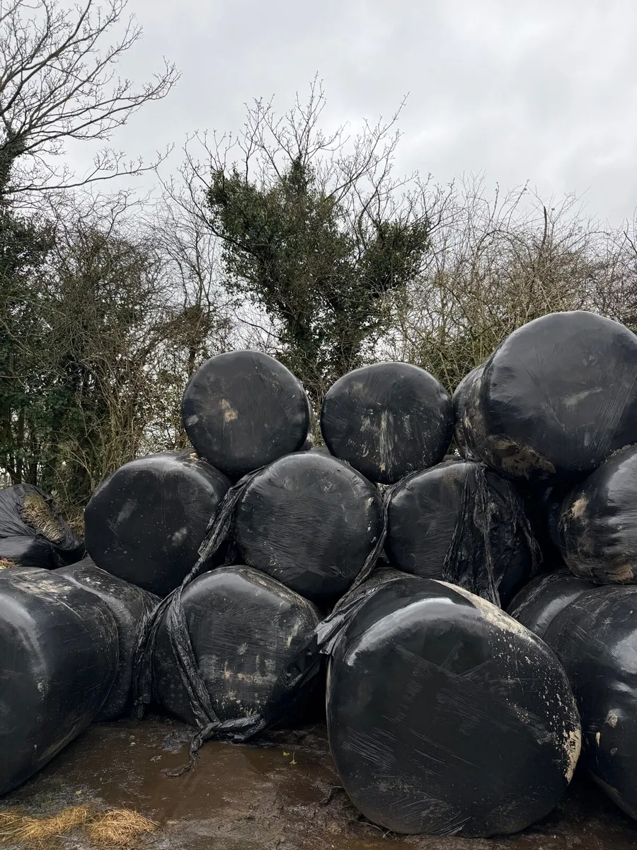 Round Bale Silage - Image 1