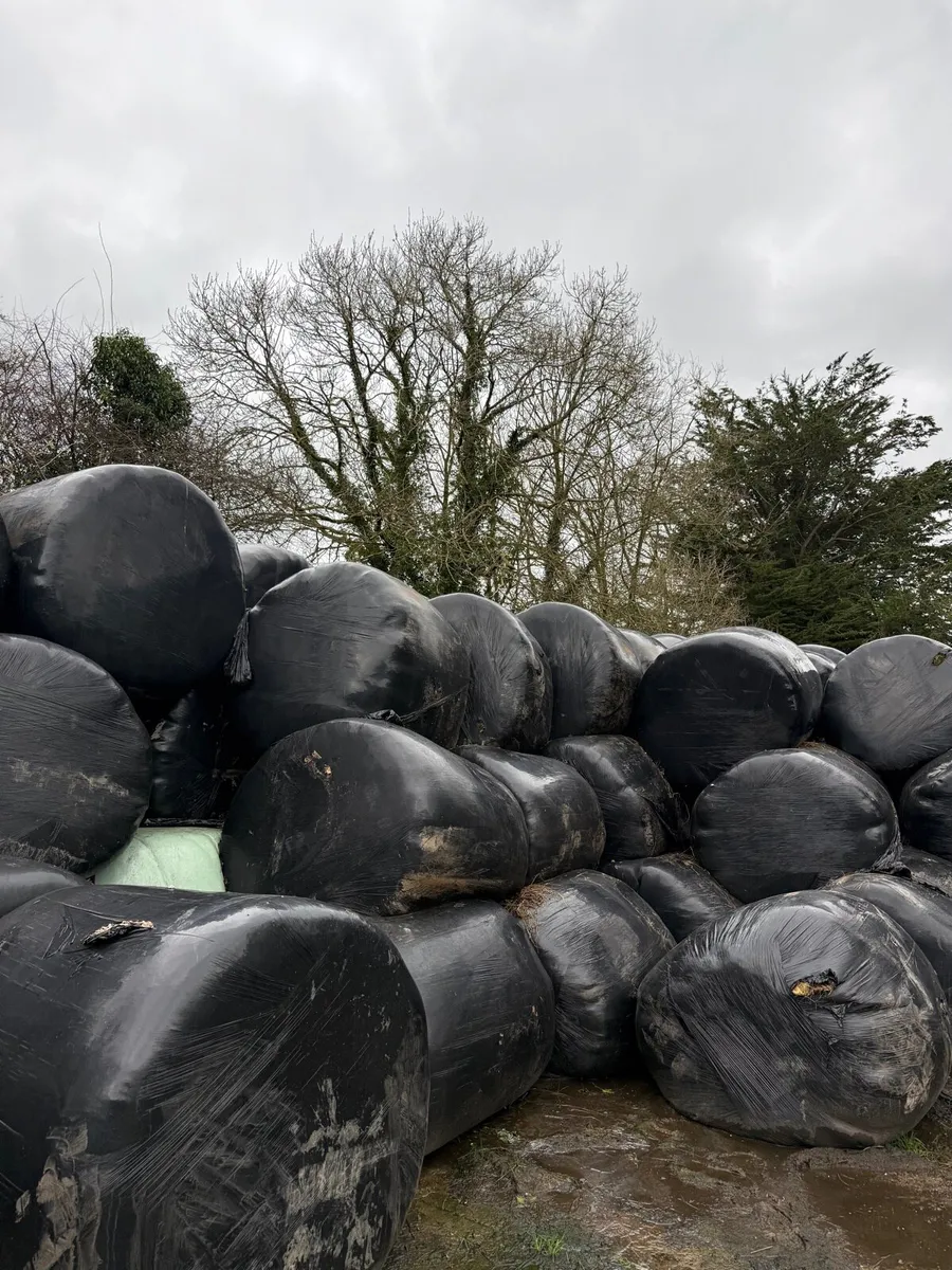 Round Bale Silage - Image 4