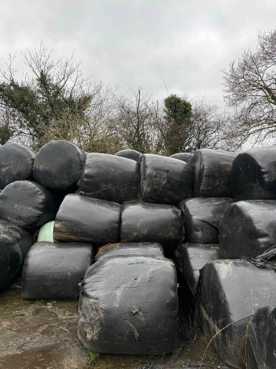 Round Bale Silage - Image 2