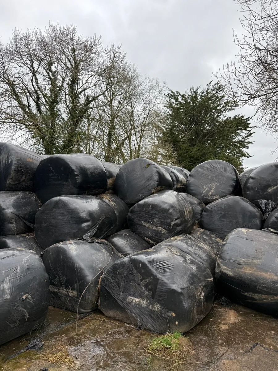 Round Bale Silage - Image 3