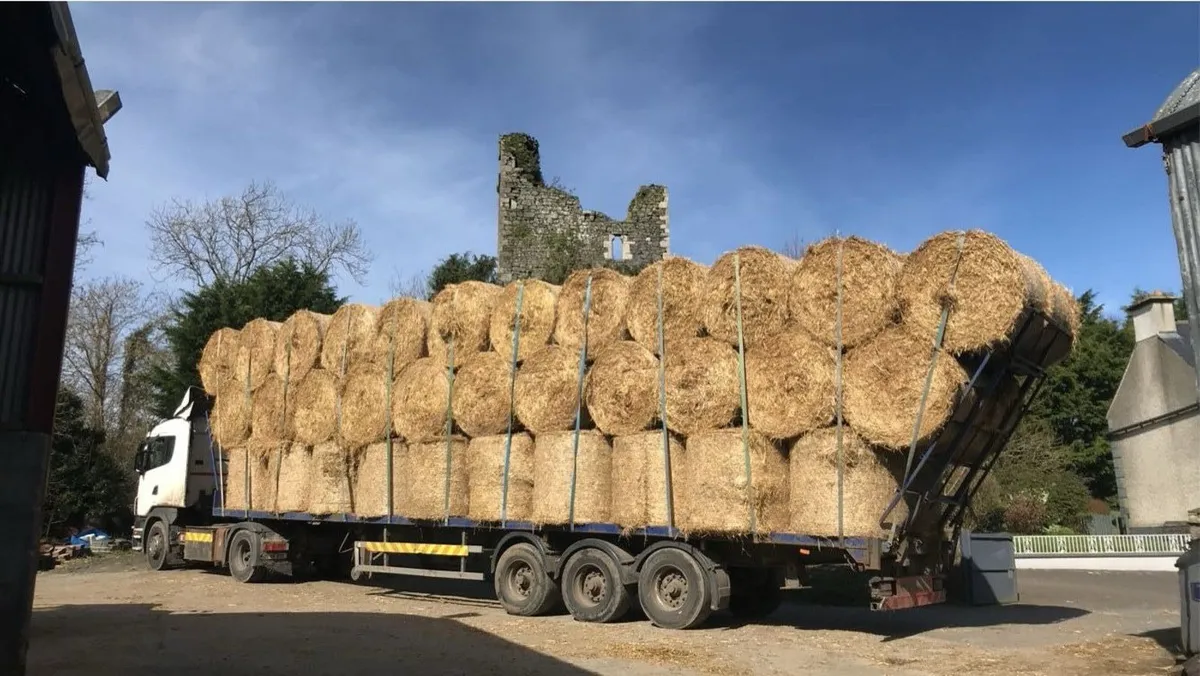 2025 barley straw - Image 2