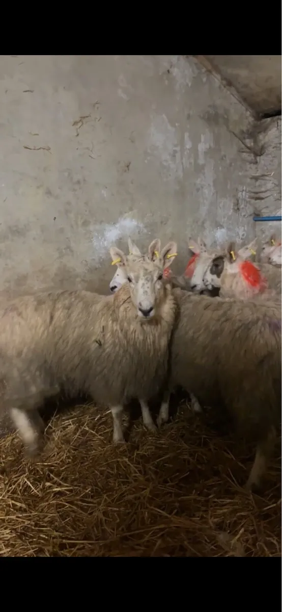 12 border Leicester cross ewe lambs - Image 2