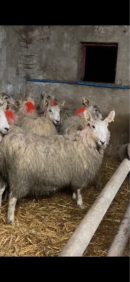 12 border Leicester cross ewe lambs - Image 3