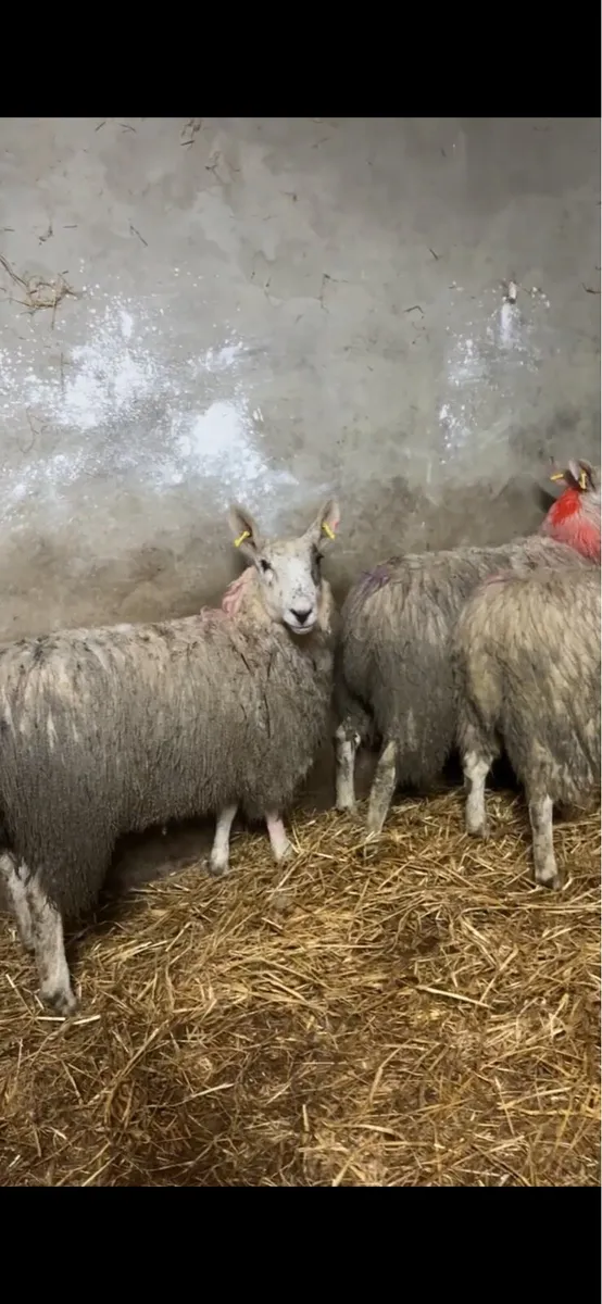 12 border Leicester cross ewe lambs - Image 4