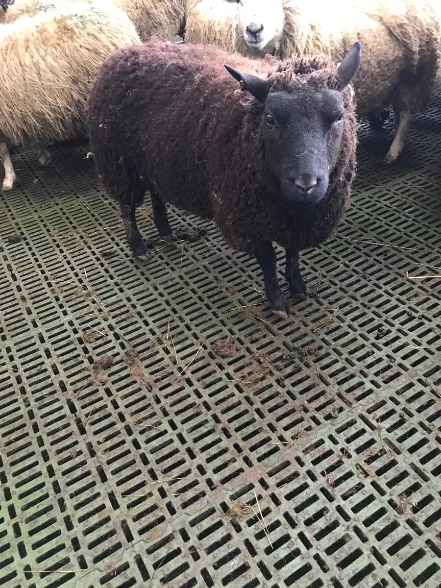 Foster ewe - Image 1