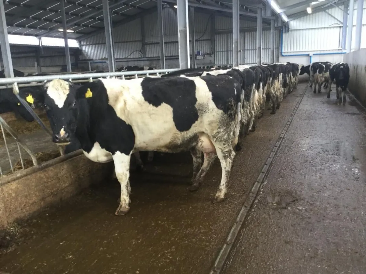 10 Pedigree Registered Calved British Friesian Hei - Image 1