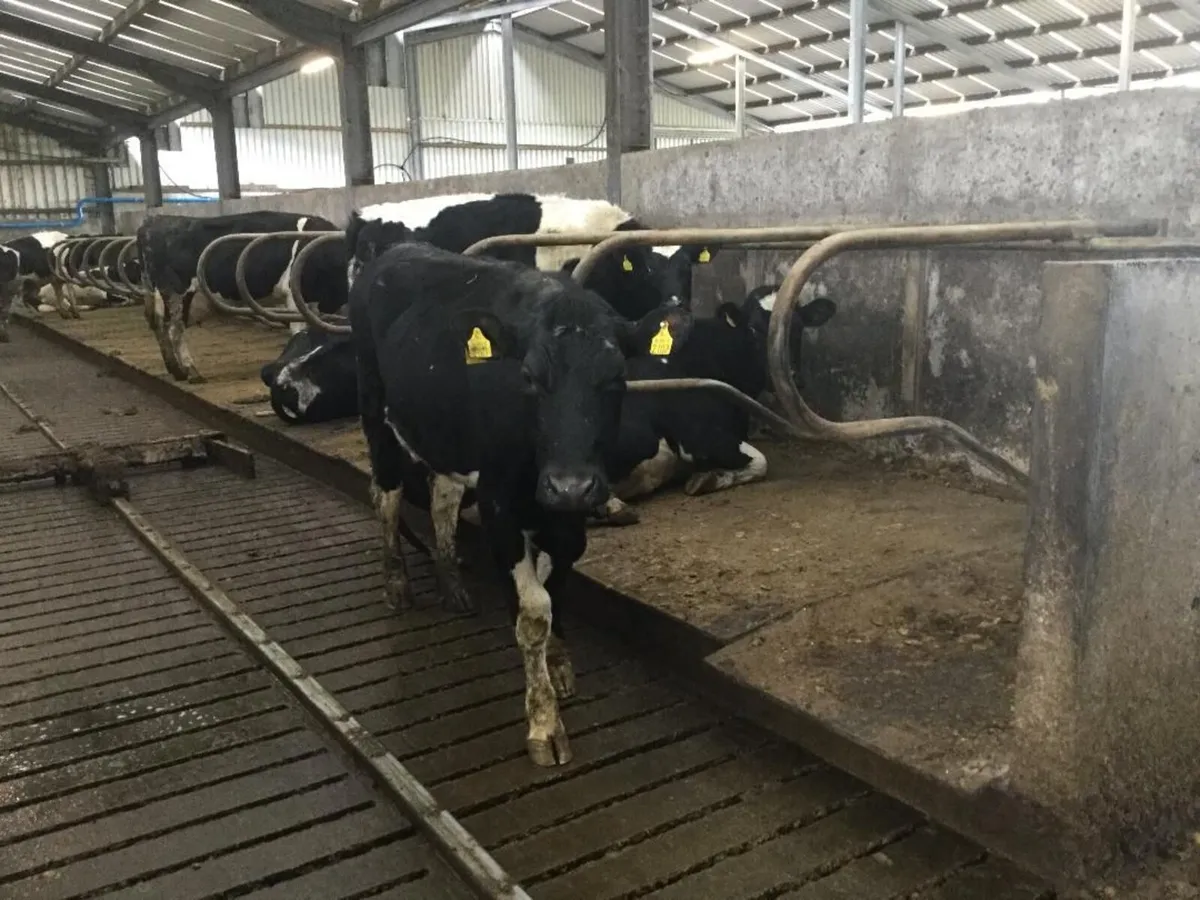 10 Pedigree Registered Calved British Friesian Hei - Image 2