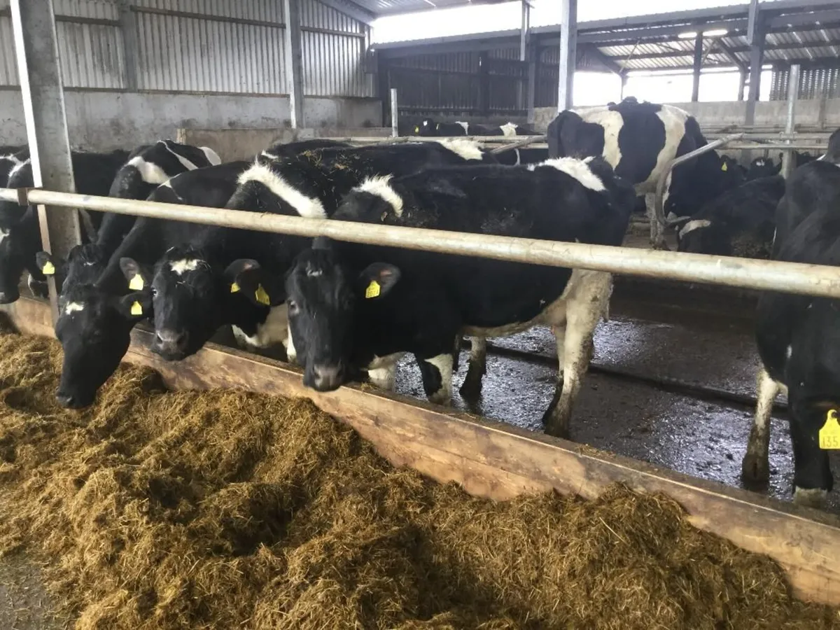 10 Pedigree Registered Calved British Friesian Hei - Image 3