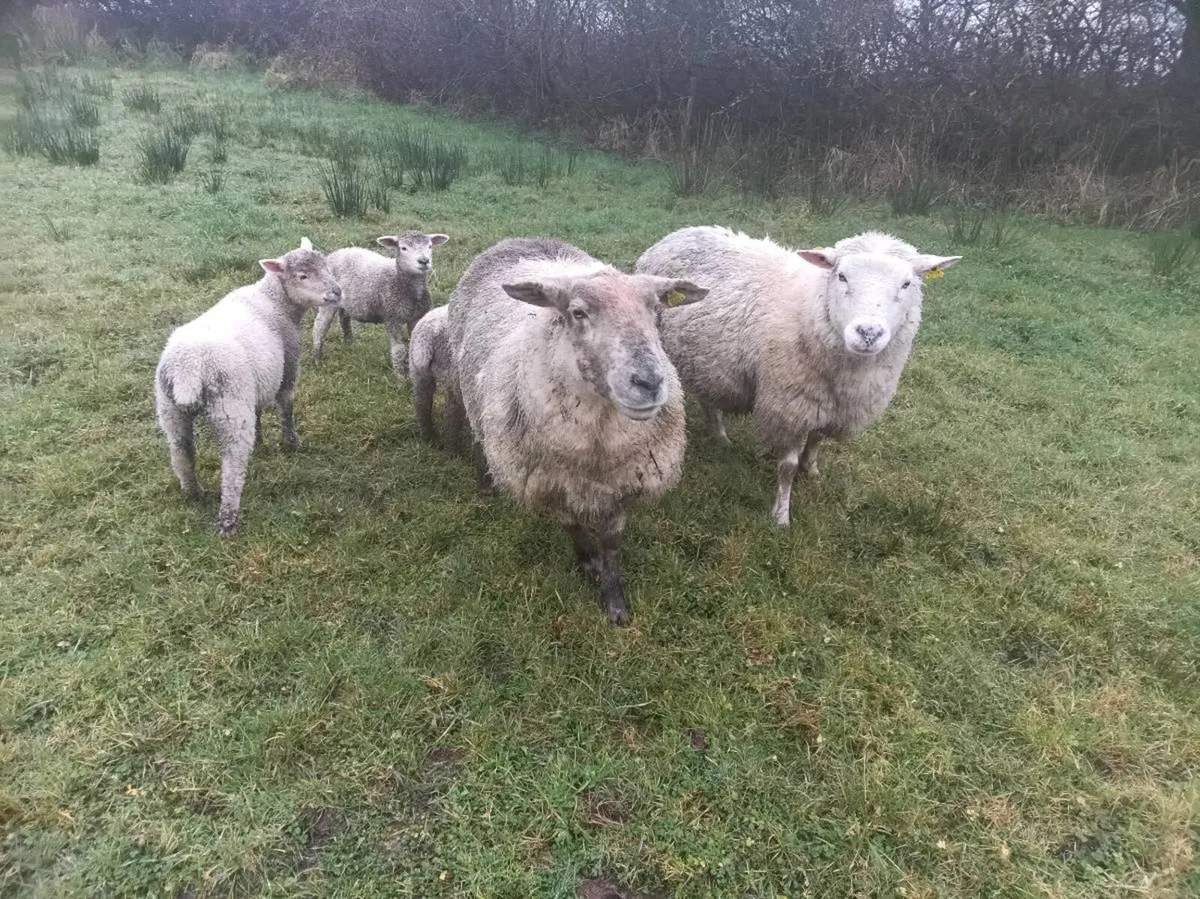 Ewes with twins - Image 1